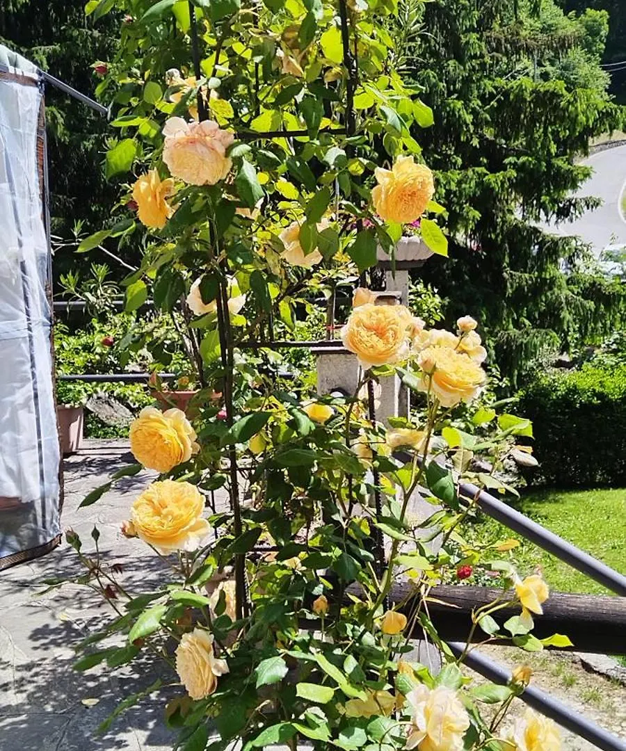 Villa Delle Rose Casasco Intelvi 0*,